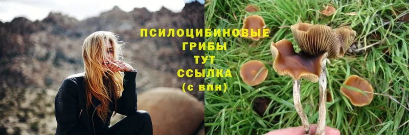 Псилоцибиновые грибы Psilocybine cubensis  Мензелинск 